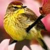 yellowbird.jpg