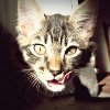 Juanito_the_cat_II_by_FlotarEsCaer.jpg