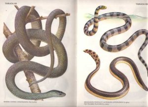 Węże1.jpg
