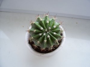 kaktusik1.jpg